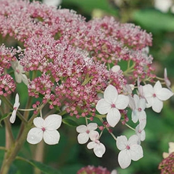 Hydrangea arb. spp. radiata 'Pinky Pollen Ring' - Pinky Pollen Ring Smooth Hydrangea