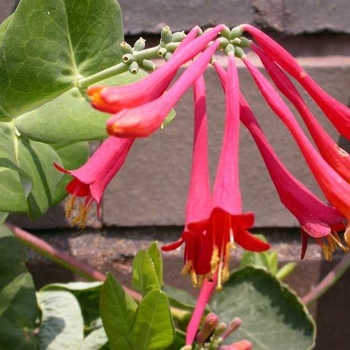 Lonicera sempervirens ''Alabama Crimson'' - Crimson Trumpet Honeysuckle