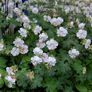 Geranium cantabrigiense 'St Ola' - 'St Ola' Cranesbill