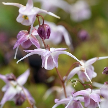 Epimedium x hybrid 'Akebono' - Epimedium Akebono