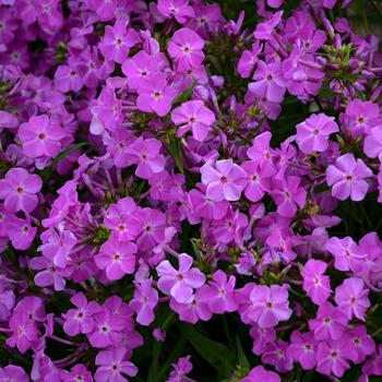 Phlox - 'Opening Act Romance' Garden Phlox
