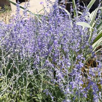 Perovskia atriplicifolia 'Lisslitt' PP20845 (Russian Sage) - Lacey Blue Russian Sage