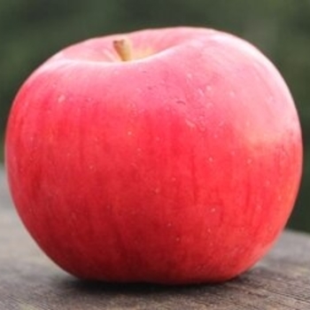Malus domestica 'Crimson Topaz' - Crimson Topaz Apple