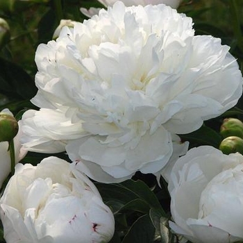 Peony lactiflora 'Amalia Olson' - Amalia Olson Peony