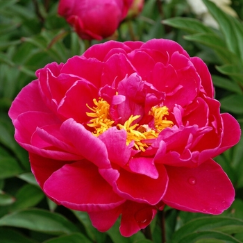 Peony lactiflora 'Karl Rosenfield' - Karl Rosenfield Peony