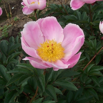 Peony lactiflora 'Martha W' - Martha W Peony