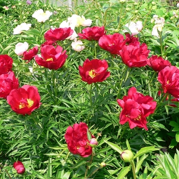 Peony lactiflora 'Merry Mayshine' - Merry Mayshine Peony