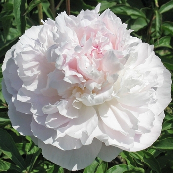 Peony lactiflora 'My Love' - My Love Peony