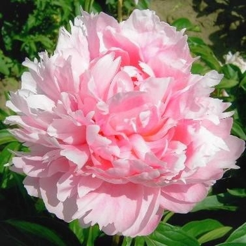 Peony lactiflora 'Walter Faxon' - Walter Faxon Peony