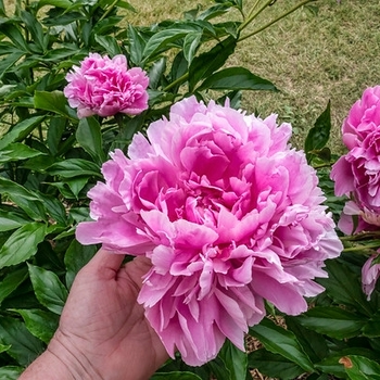 Peony lactiflora 'Queen of Hamburg' - Queen of Hamburg Peony