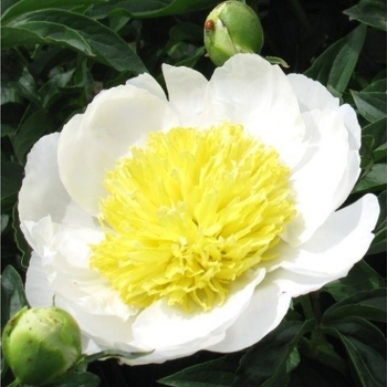 Peony lactiflora 'Stellar Charm' - Stella Charm