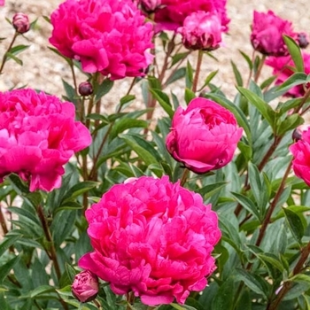 Peony lactiflora 'Kansas' - Kansas Red Peony