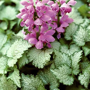 Lamium maculatum - 'Orchid Frost' Dead Nettle