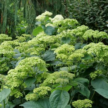 Hydrangea arborescens - 'Invincibelle Sublime™' Smooth Hydrangea