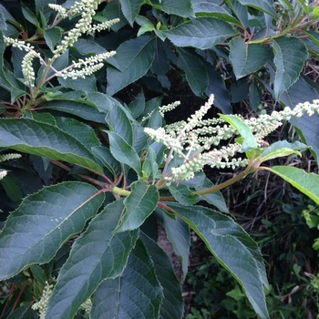 Clethra barbinervis - Japanese Summersweet