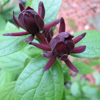 Calycanthus floridus 'Michael Lindsey' - Michael Lindsey Sweetshrub