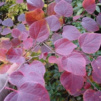 Disanthus cercidifolius - Redbud Hazel