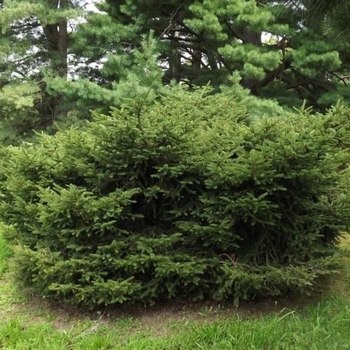 Picea abies 'Tabuliformis' - Table Top Dwarf Birdsnest Spruce