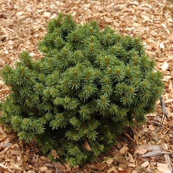 Picea abies 'Skyhigh' - Skyhigh Dwarf Norway Spruce