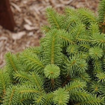 Picea abies 'Swedonia' - Swedonia Dwarf Norway Spruce