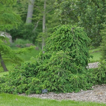 Picea abies 'Frohburg' - Frohburg Weeping Norway Spruce