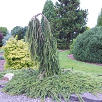 Picea abies 'Cobra' - Cobra Weeping Norway Spruce