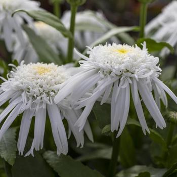 Leucanthemum x superbum 'Carpet Angel®' (Shasta Daisy) - Carpet Angel® Shasta Daisy