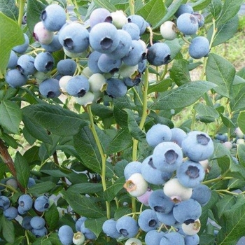Vaccinium corymbosum 'Elizabeth' - Elizabeth Blueberry