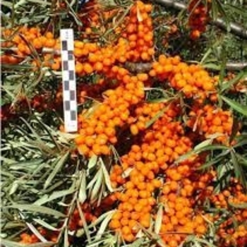 Hippophae rhamnoides - Sea Buckthorn