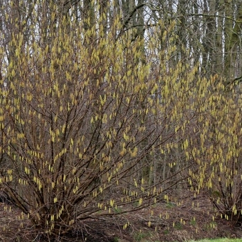 Corylus avellena - Hazelnut