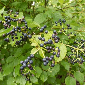 Viburnum dentatum - Arrowwood Viburnum