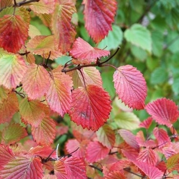 Viburnum dentatum 'Ralph Senior' - Autumn Jazz Arrowwood Viburnum