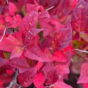 Itea virginica 'Merlot' - Sweetspire