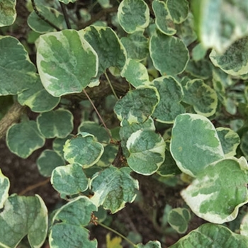 Disanthus cercidifolius 'Ena Nishiki' - Variegated Redbud Hazel