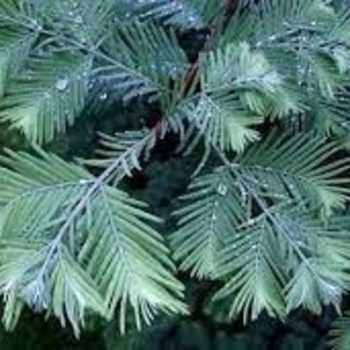 Metasequoia glyptostroboides 'Bluie-ish' - Blue-ish Dawn Redwood