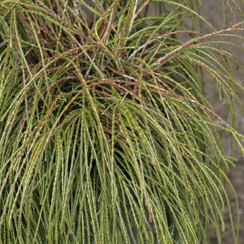 Thuja plicata 'Whipcord' - Whipcord Arborvitae