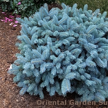 Picea pungens 'Glauca' - Colorado Spruce