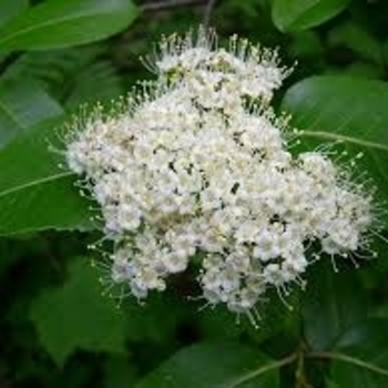 Viburnum cassinoides - Withrod Viburnum