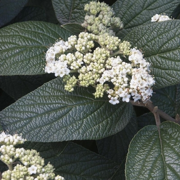 Viburnum x 'Allegheny' - Allegheny Viburnum