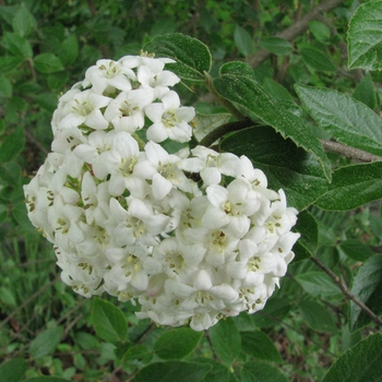 Viburnum x lantana ''Emerald Triumph'' - Emerald Triumph Viburnum