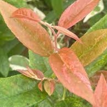 Cornus kousa chinensis 'Mint Frost' - Mint Frost Chinese Flowering Dogwood