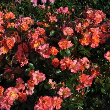 Rosa (Rose) - Kolorscape® 'Firecracker™'