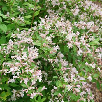 Kolkwitzia amabilis 'SMNKADTF' PPAF, Can PBRAF (Beauty Bush) - Jolene Jolene™ Beauty Bush