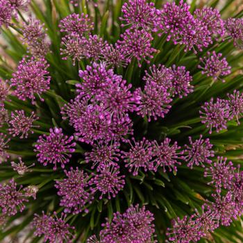 Allium PP28100 - 'Windy City' Ornamental Onion