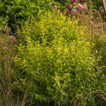 Physocarpus opulifolius 'ZLEMichael' PP34243 - Lucky Devil® Ninebark