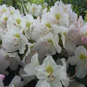 Rhododendron catawbiense - 'Album'