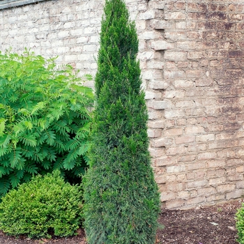 Juniperus chinensis 'Spartan' - 'Spartan' Juniper