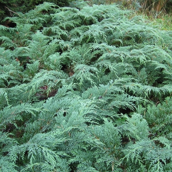 Microbiota decussata 'Celtic Pride' - Russian Cypress