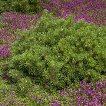 Pinus mugo 'pumilio' - Dwarf Mugo Pine