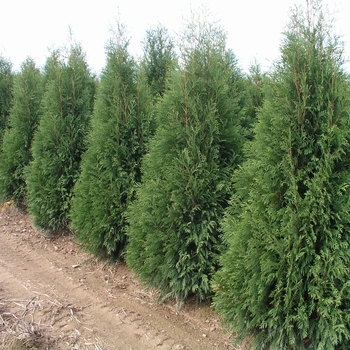 Thuja occidentalis 'Nigra - Dark American Arborvitae